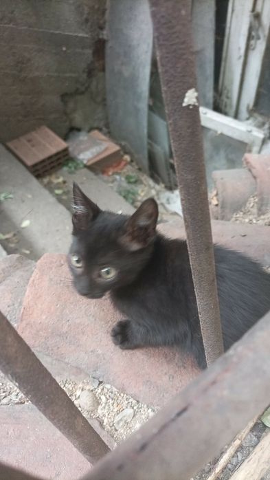 Подарявам котета