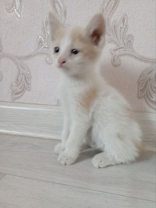 Отдам котят даром