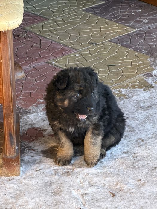 Щенки смесь с овчаркой