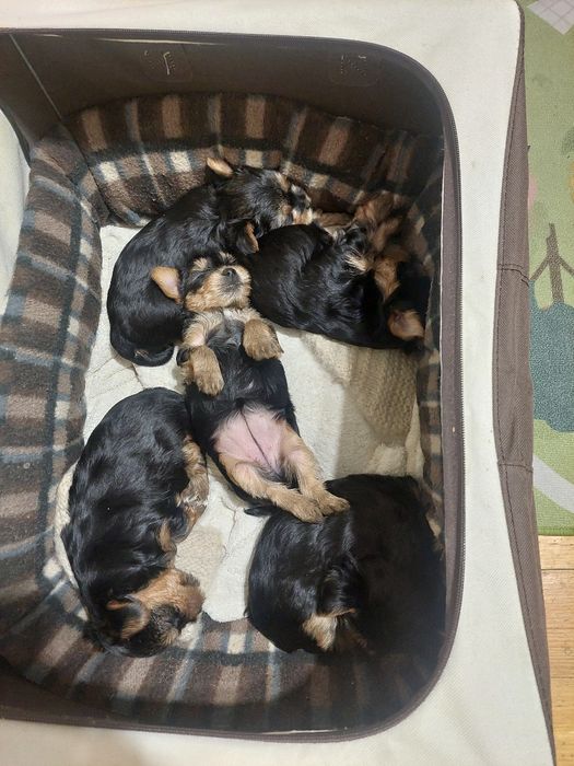 Сладки йоркита,готови да даряват любов. Родени на 30.11.25г.