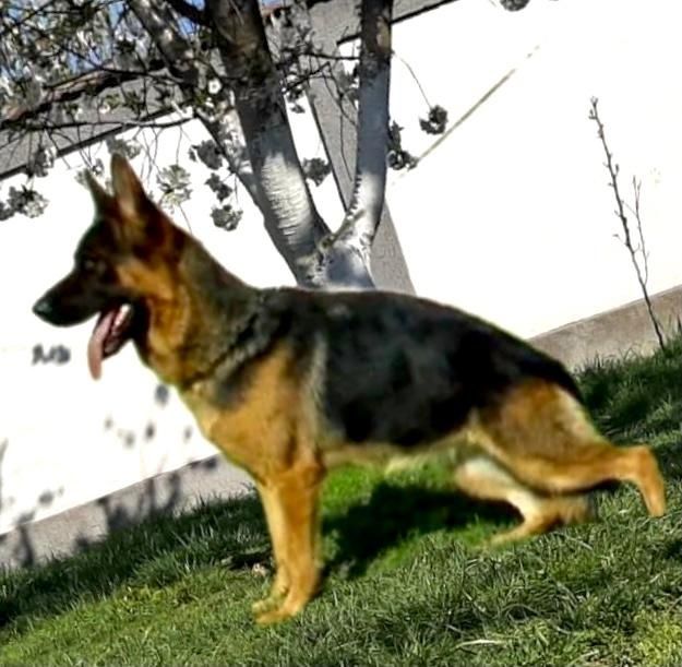 Pui ciobănesc german