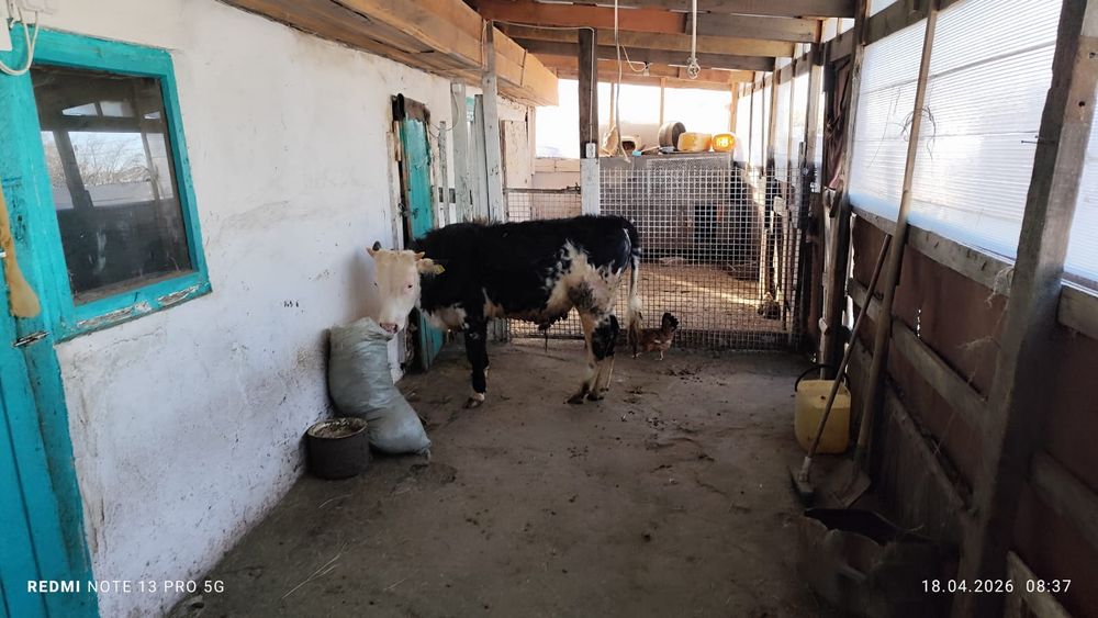 Продам бычка один год