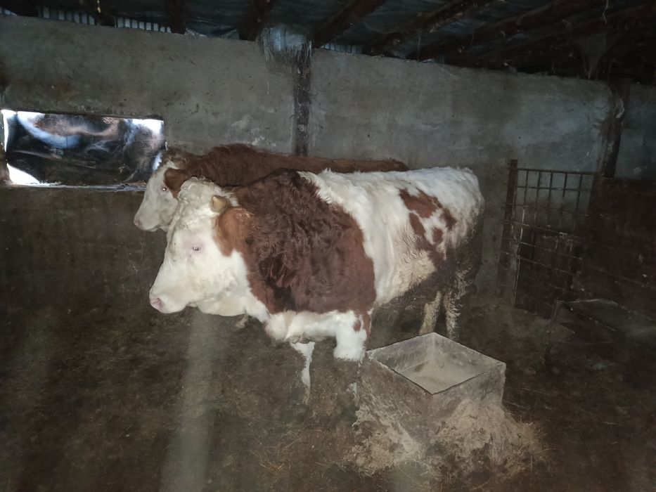 Продам 3 быка с откорма