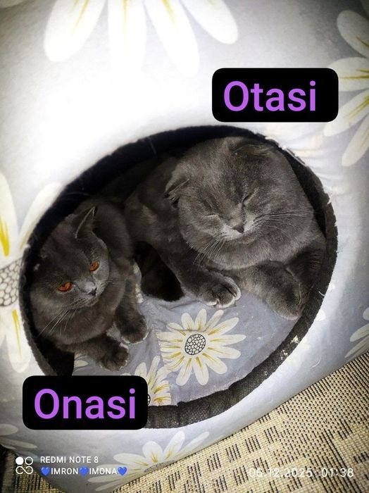 Toza qon juft mushuklar