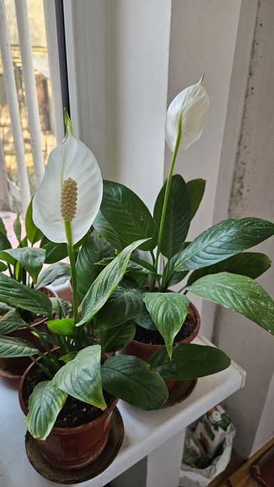 Цветок женское счастьяе