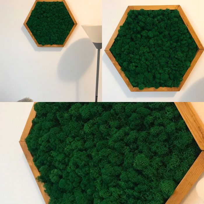 Tablou cu licheni si muschi stabilizati