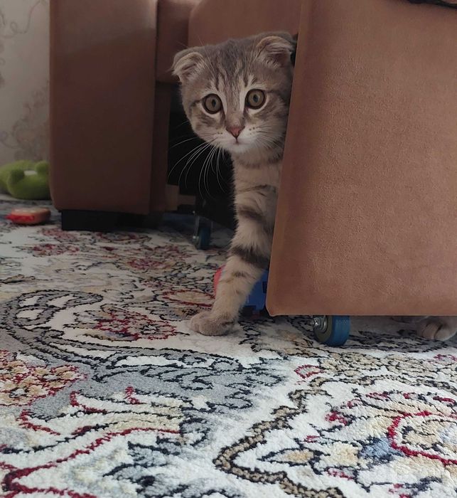 Шотландский вислоухий котенок (Скоттиш-фолд), мальчик