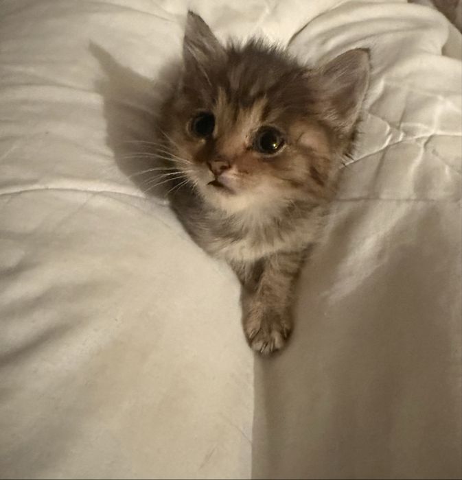 Отдам котят в добрые руки.