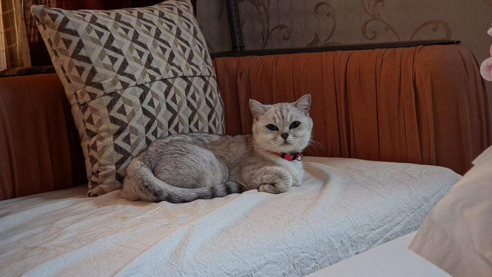 На продаже чистокровной британские кошки и котяты