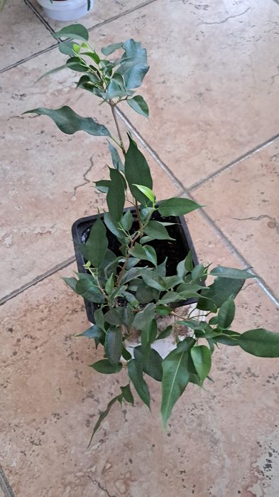 Фикусы Бенджамин