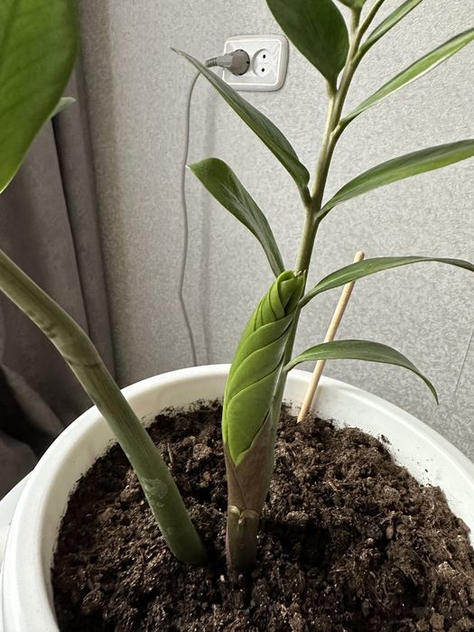 Продам цветы, недорого.