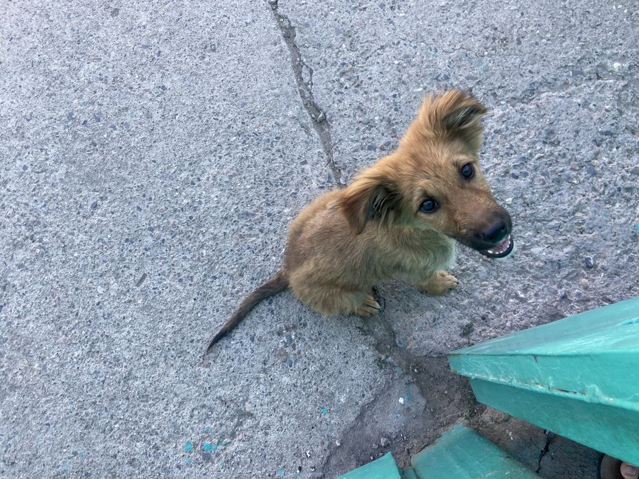 Щенок ищет добрый и любящий дом