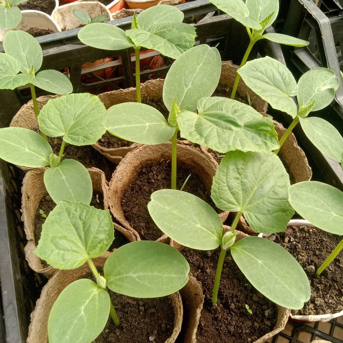 Рассада для теплиц: помидоры, огурцы