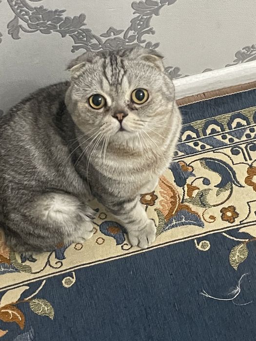 Продам шотланского котенка