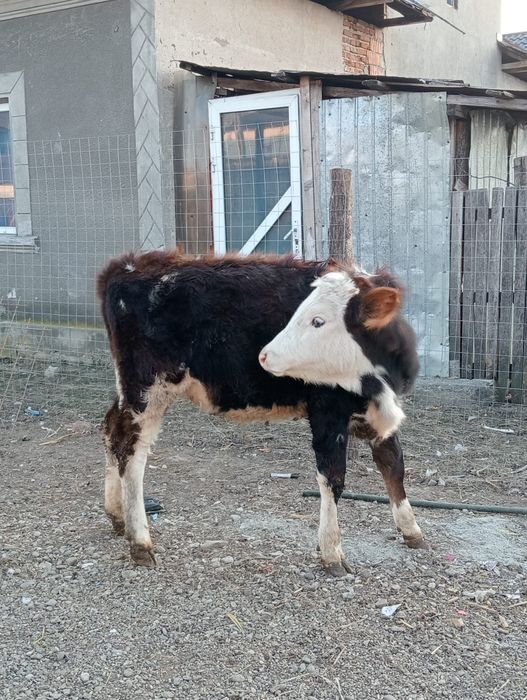 Vând preț două vițele 1100 de euro