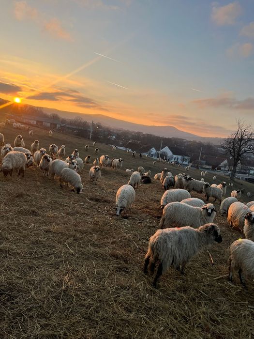 Vând oi miele berbeci