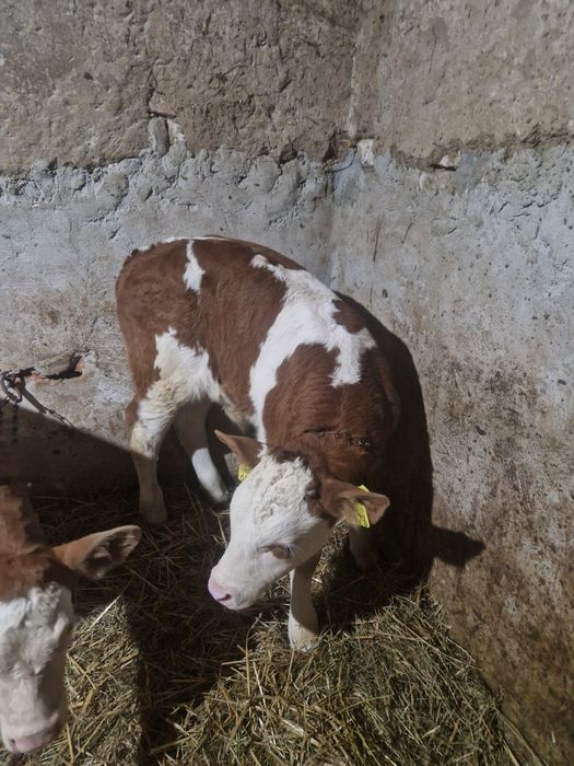 Vând un tauras si o vitea