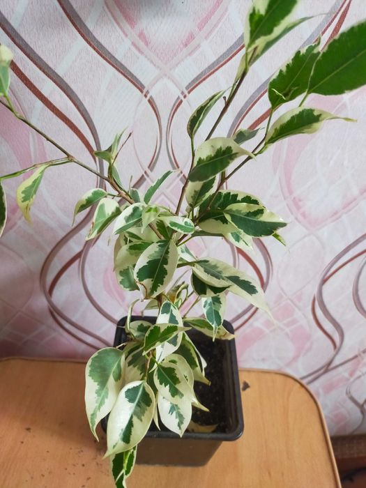 Продам колиус, хлорофитум, гибискус