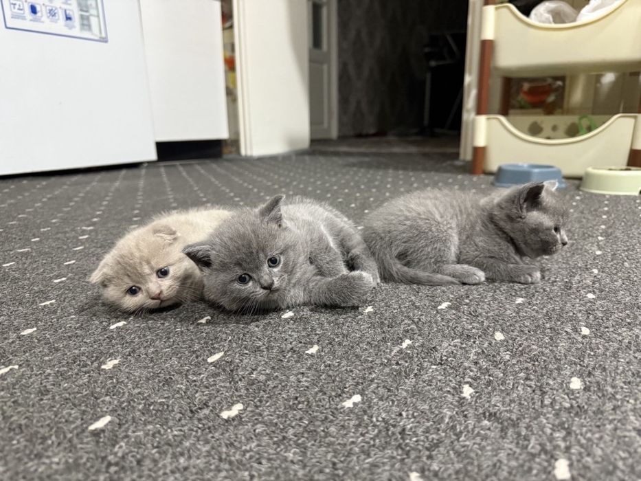 Британсике котята