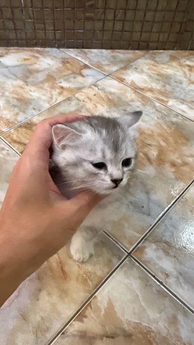 Котята британка шиншила