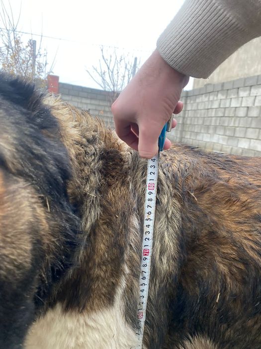 Собака Алабай 1год