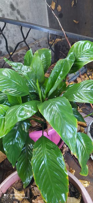 Комнатные цветы разные