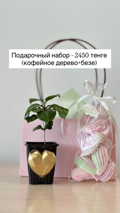 Кофейное дерево комнатное (сорт арабика)