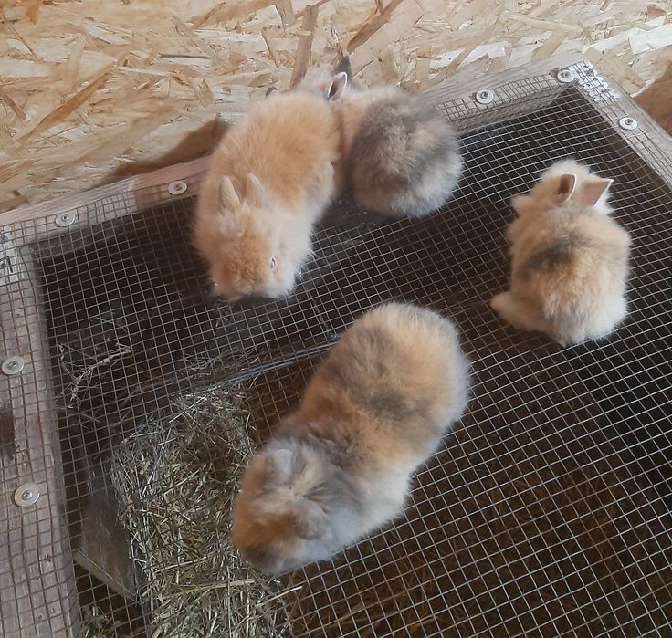 Iepurași cap de leu