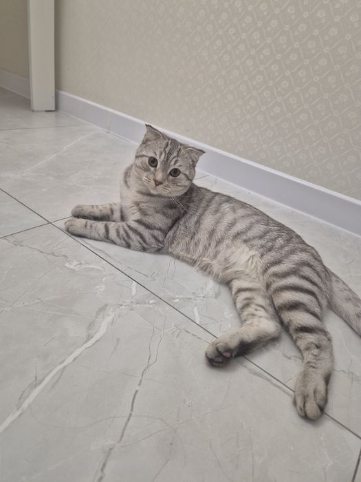 Кот Юки готов к вязке