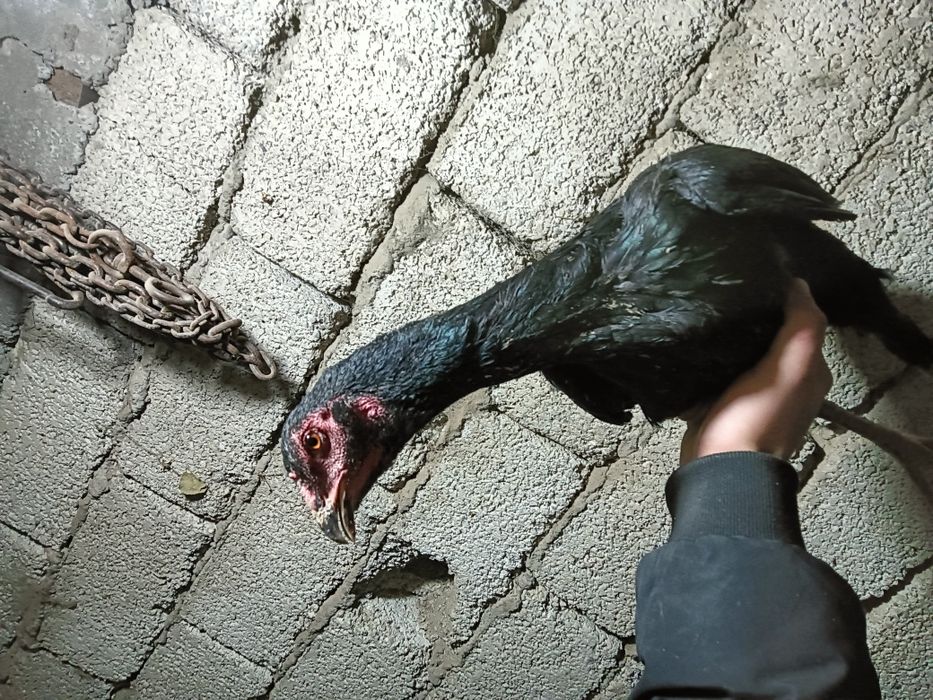 Дакар тауык кораз