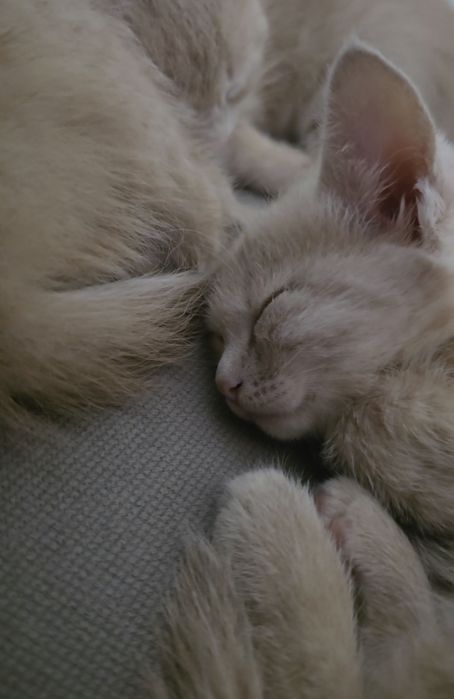 Отдам котёнка в хорошие руки хозяина