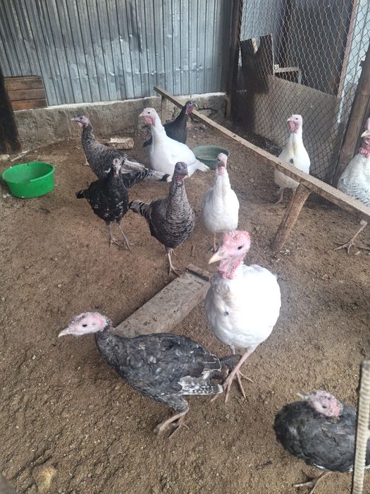 Мекен 10мын  Кораз 20