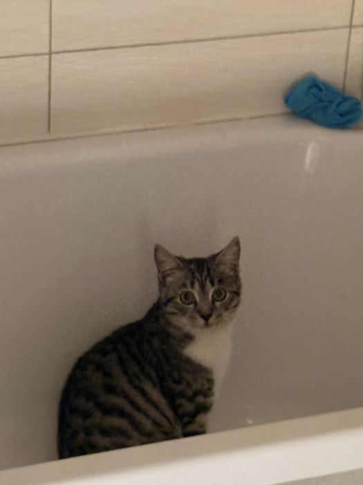 Британский кот за 10тыс