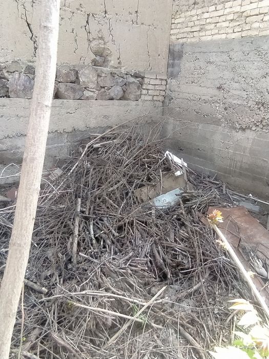 Qurigan o'tin shox sotiladi