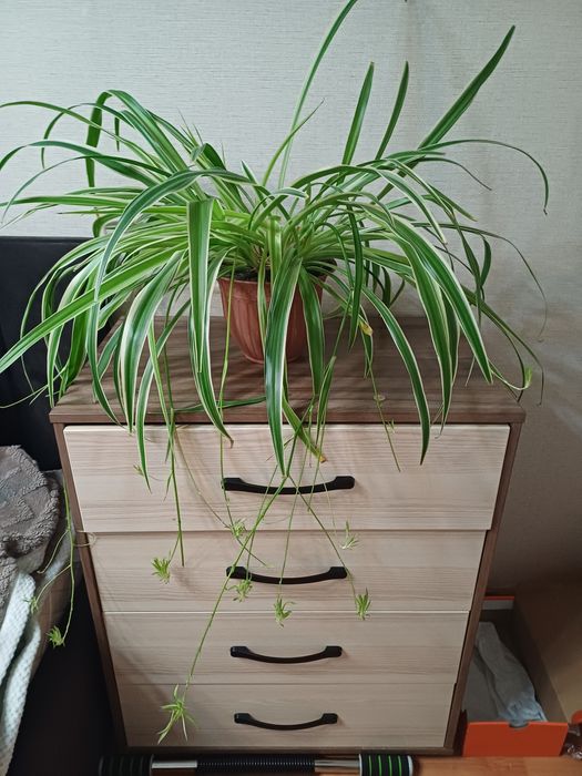 Хлорофитум цветок