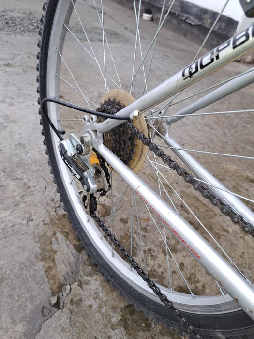 Велеспид пашти янгидай россиядан келган