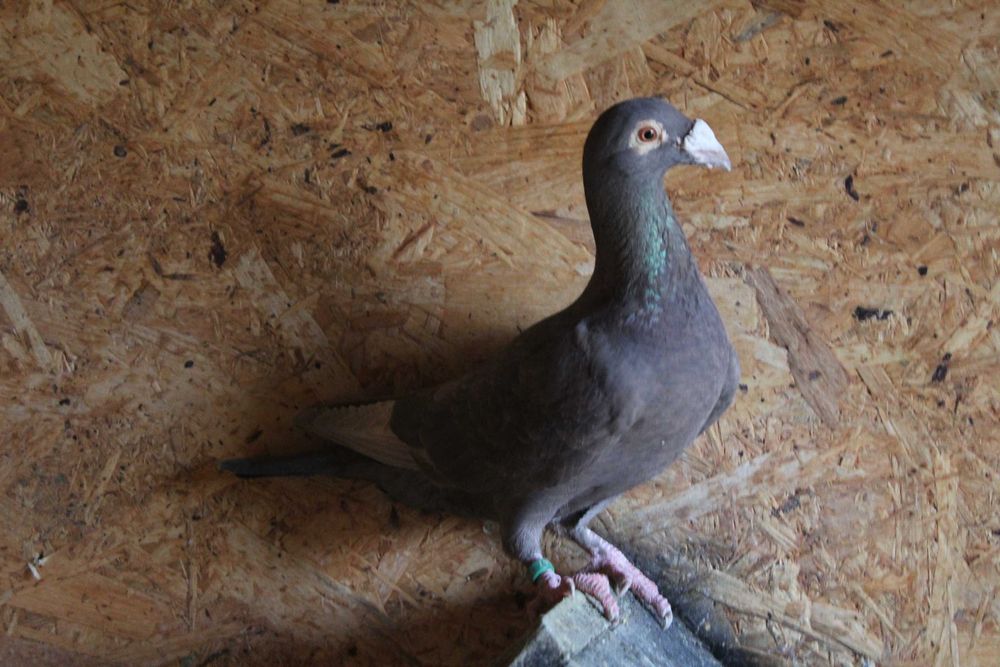 porumbei voiajori duduros