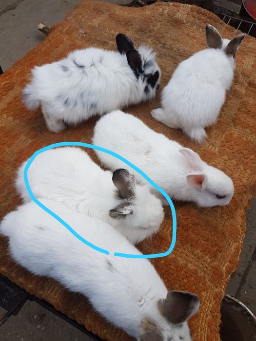 Iepurasi pitici, ideali ca si animalute de comanie