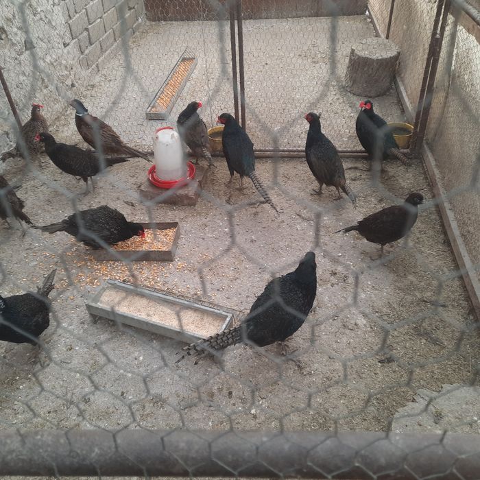 Fazani  Tenebros pereche.