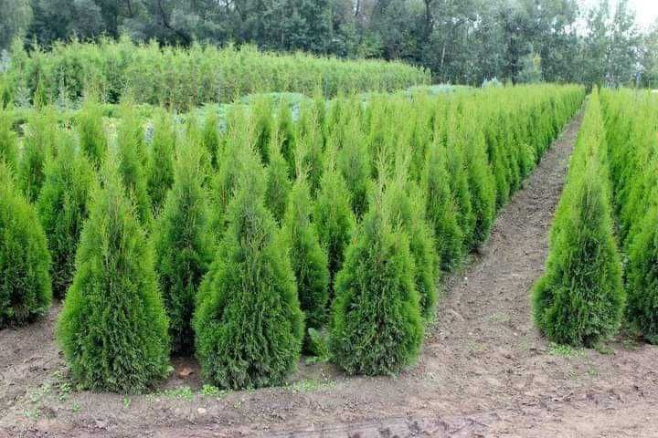 Предлагаме Туя-Смарагд и др.Озеленяване и подръжка на зелени площи