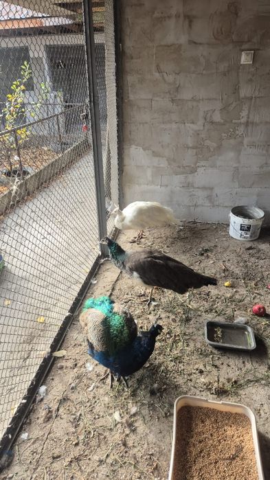 Продам белых павлинов