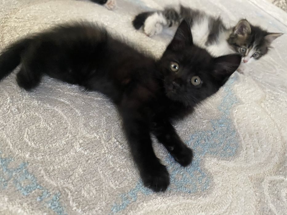 отдам котят хорошие руки