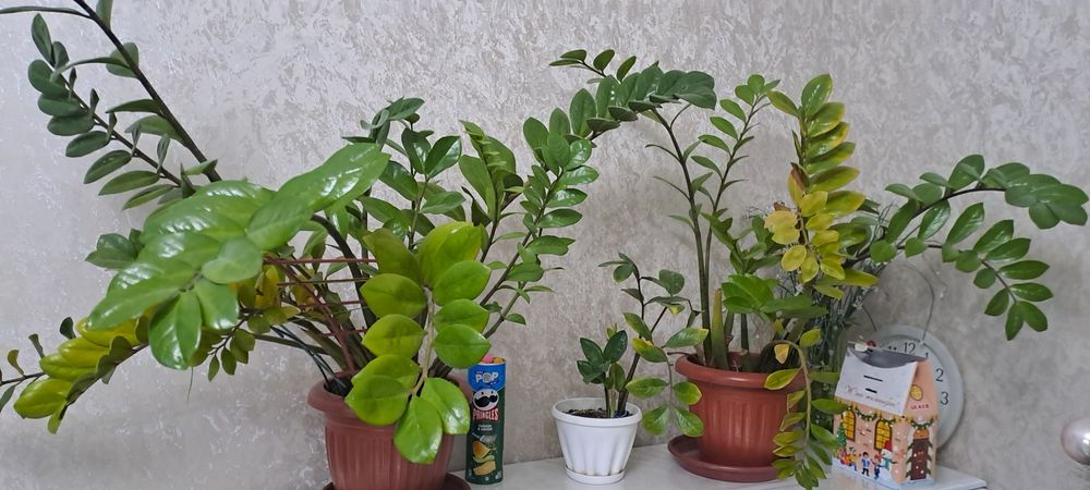 Продаю комнатные растения