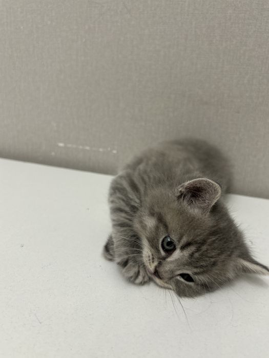 Чистопородные британские котята