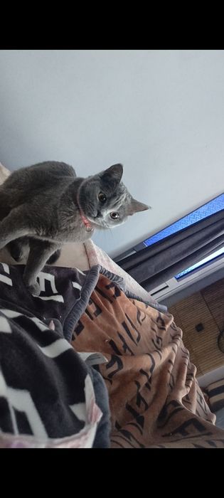 Кошка паслушни биритански
