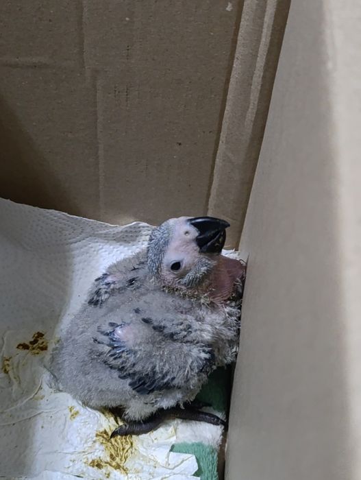 Ручной жако сотилади пастни укинг