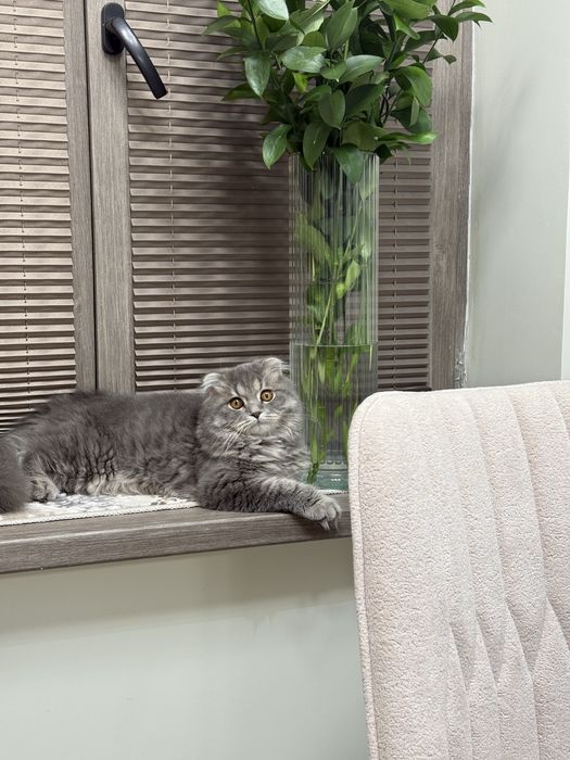 вязкага аёл мушук керак