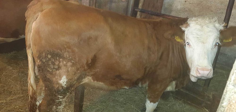 Vand vitea Baltata Romaneasca!