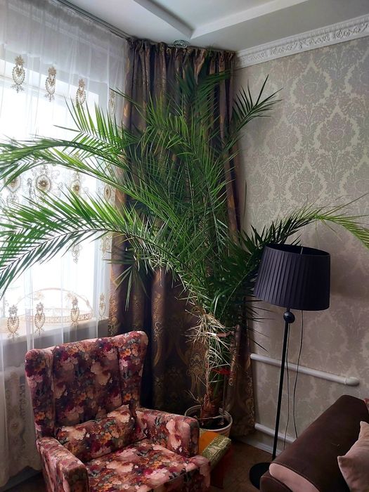 Продаётся пальма