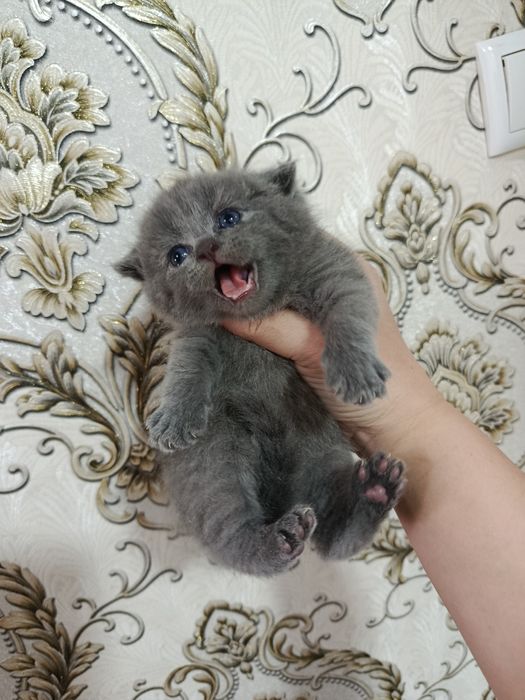 Skotish fold va strayt